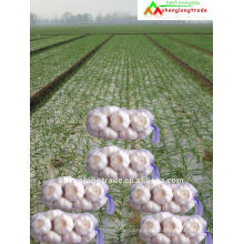 neue corp frischen Knoblauch wollte von Jinxiang County Shandong